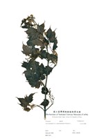 藏品(大屯尖葉槭)的圖片